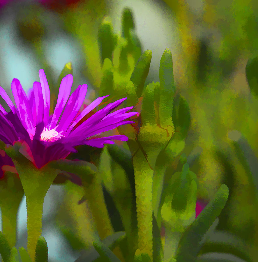 Painted Iceplant Floral Photograph by Kathy Clark