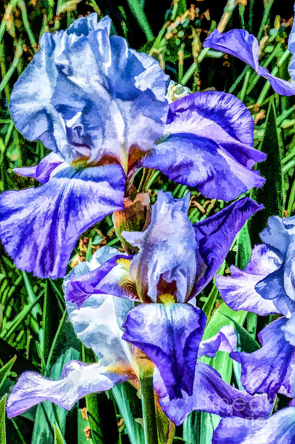 Painted Iris Digital Art by Georgianne Giese