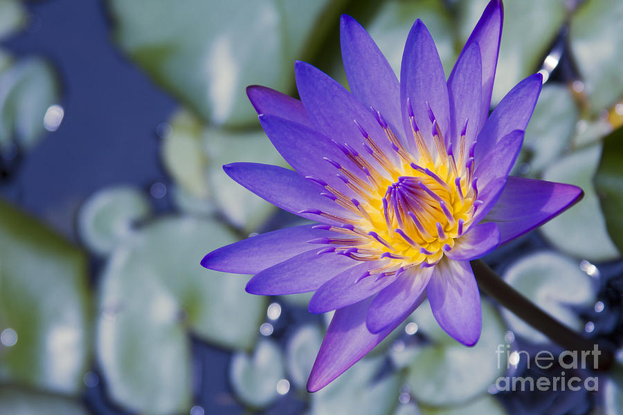 Painted Islands Of Summer Lilies - The Lotus Blossom Photograph