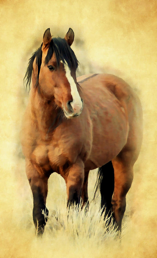 Horse Photograph - Painted Kiger by Athena Mckinzie