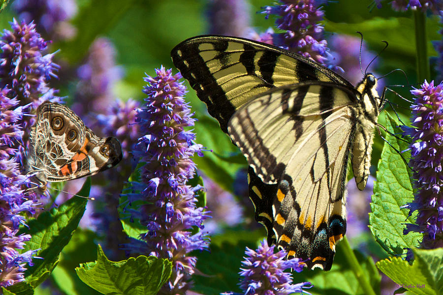 Painted Lady and Swallowtail on Anise Hyssop Photograph by Kristin Hatt