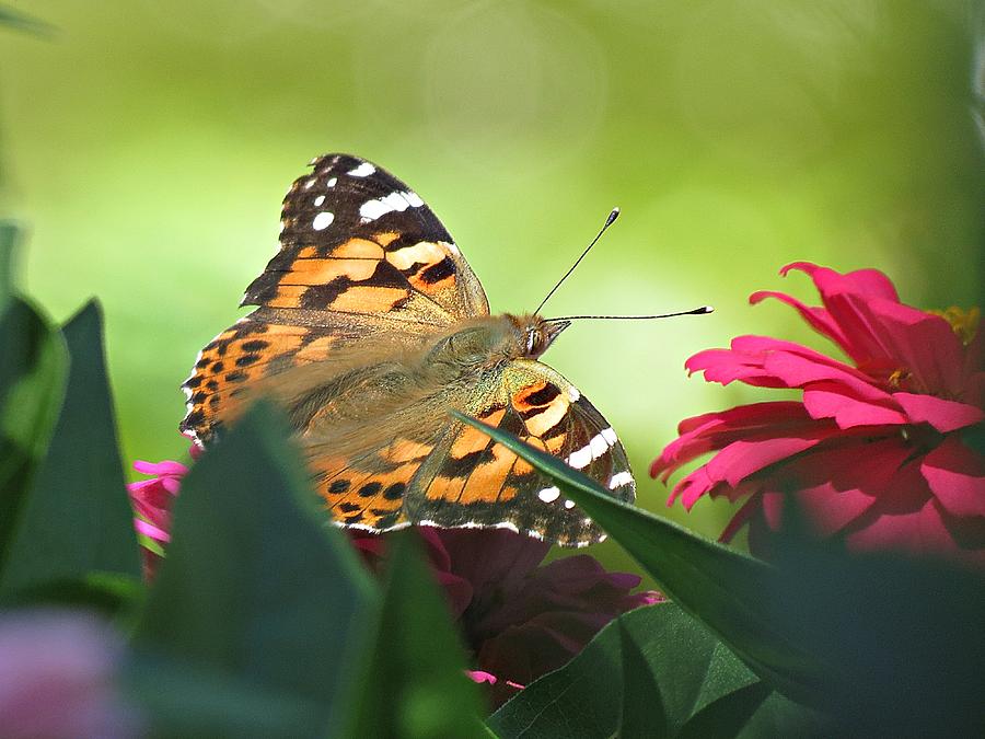 Painted Lady and Zinnia Photograph by MTBobbins Photography
