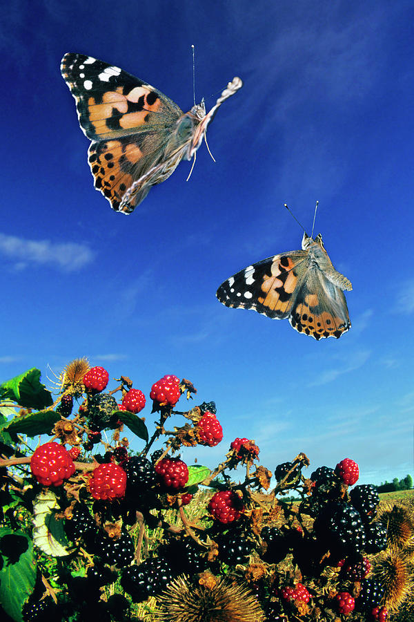 Butterfly Photograph - Painted Lady Butterflies by Dr. John Brackenbury/science Photo Library