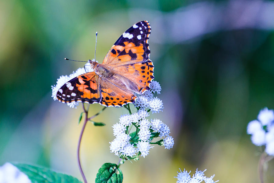 Painted Lady Butterfly 1 Photograph by Ben Graham