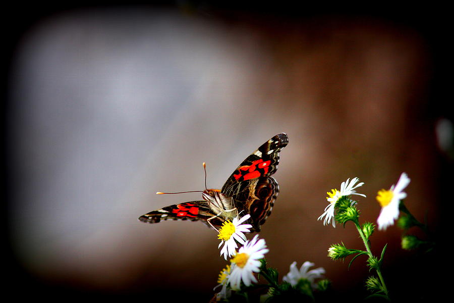 Butterfly Photograph - Painted Lady Butterfly - 4337-002 by Travis Truelove