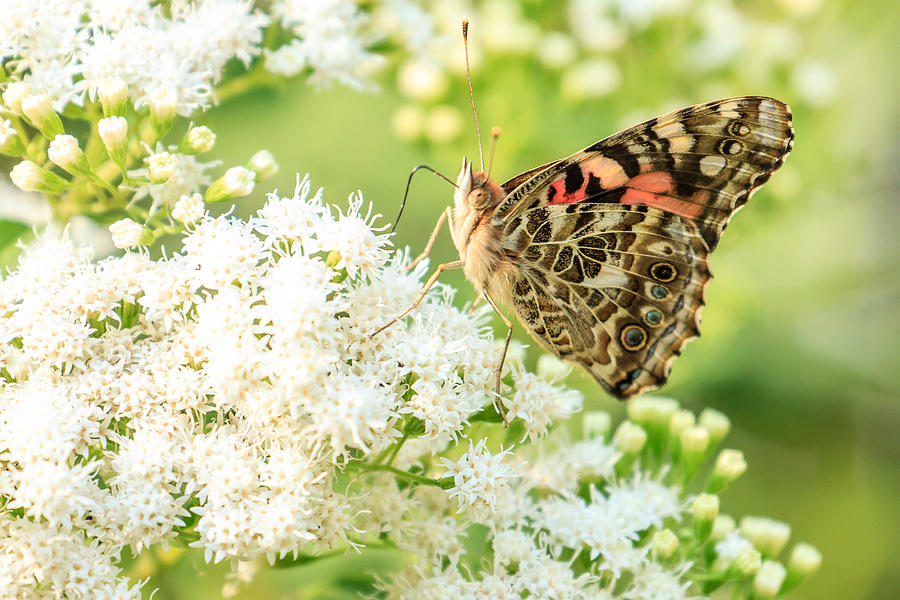 Painted Lady Butterfly Photograph by Ben Graham
