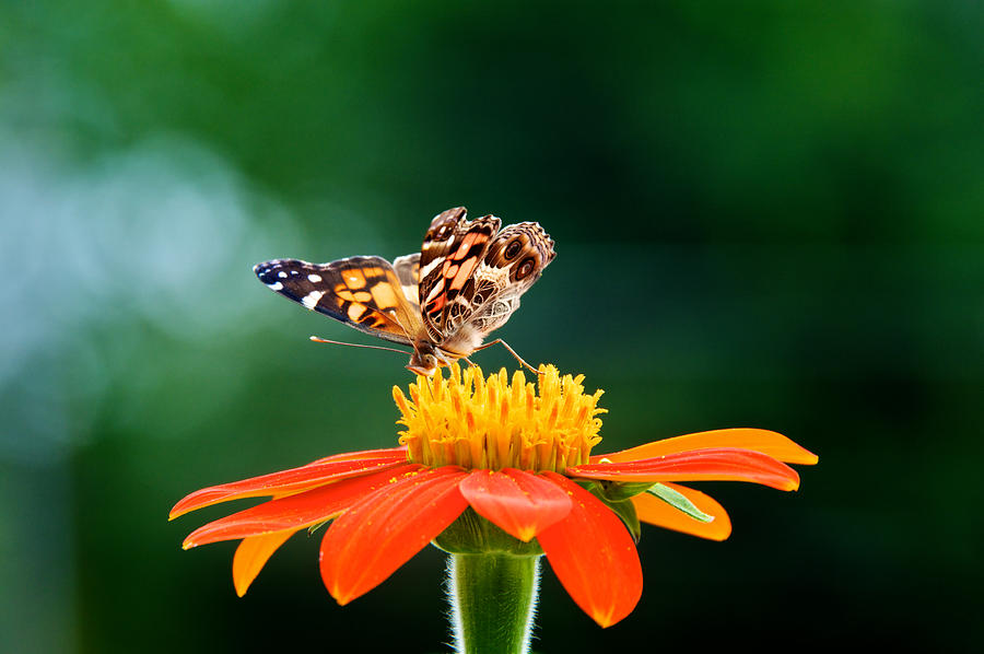 Painted Lady Butterfly Photograph