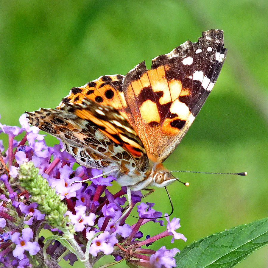 Painted Lady Butterfly Photograph by Duane McCullough