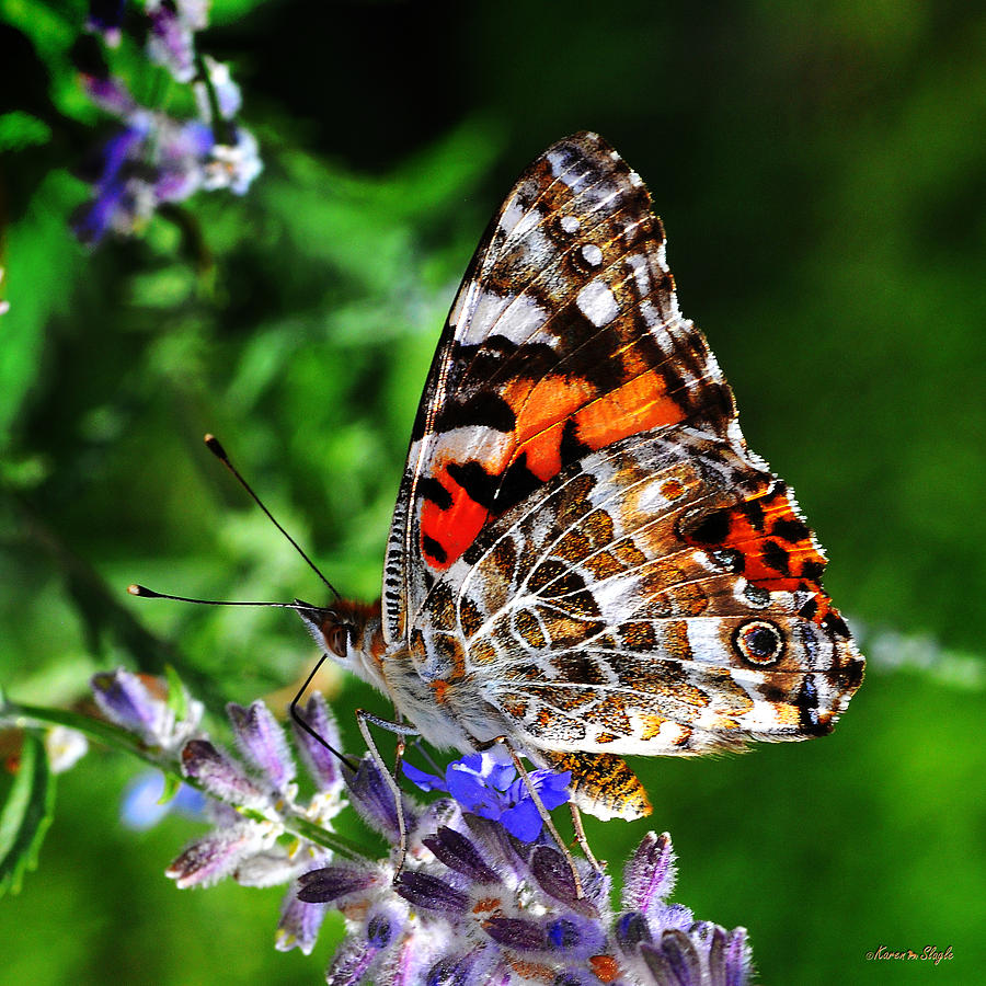 Painted Lady Butterfly Photograph by Karen Slagle