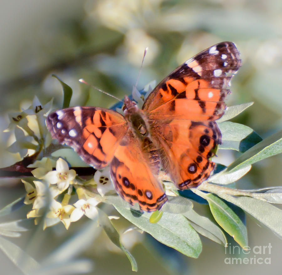 Painted Lady Butterfly Photograph by Kerri Farley