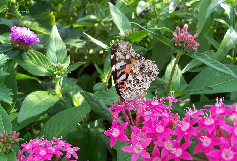 Painted Lady Butterfly named Cynthia Photograph by Lingfai Leung