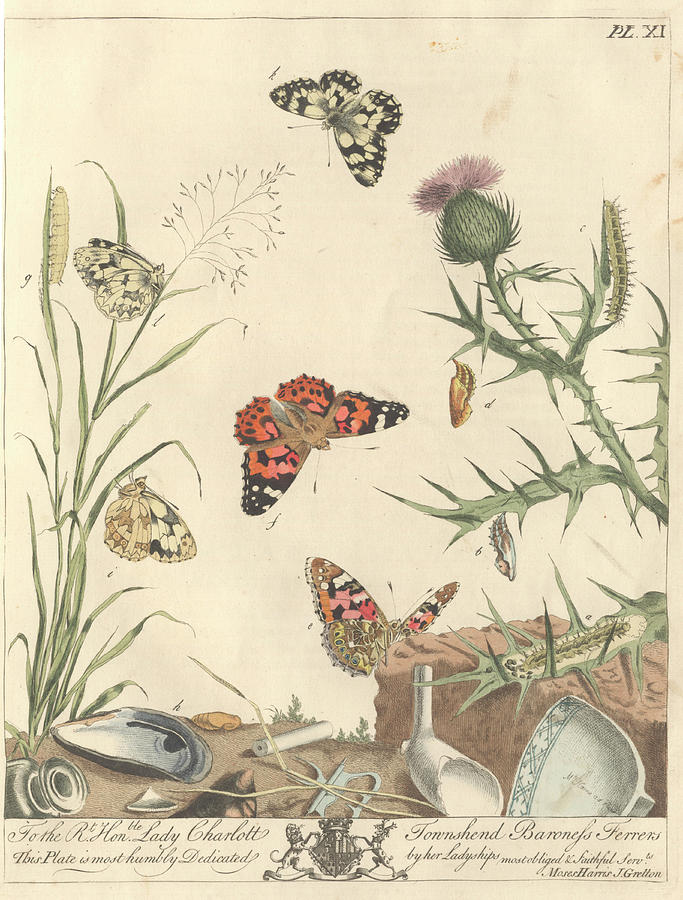 Painted Lady Butterfly Photograph by Natural History Museum, London/science Photo Library