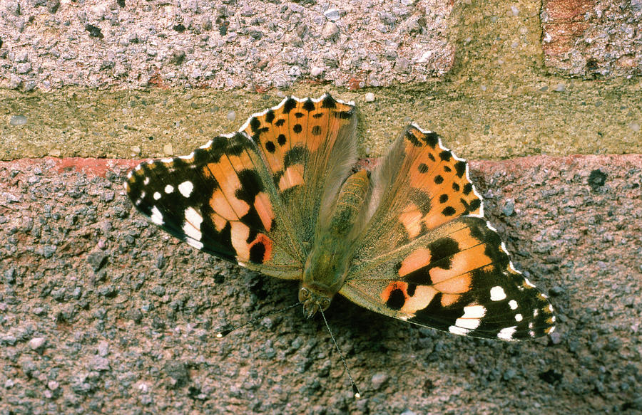 Painted Lady Butterfly Photograph by Nigel Downer