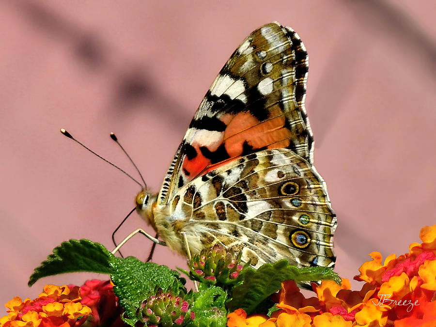 Painted Lady Butterfly of Venice Photograph by Jennie Breeze