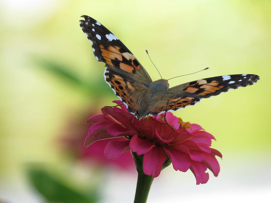 Painted Lady Butterfly on Zinnia Photograph by MTBobbins Photography