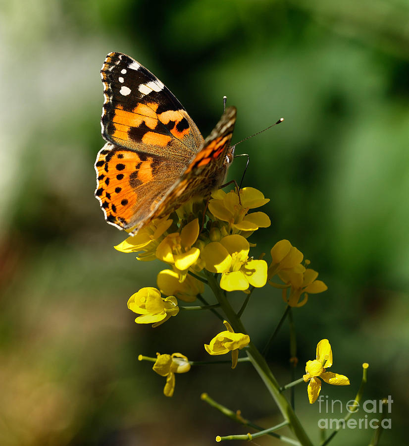 Painted lady butterfly Photograph by Paul Cowan