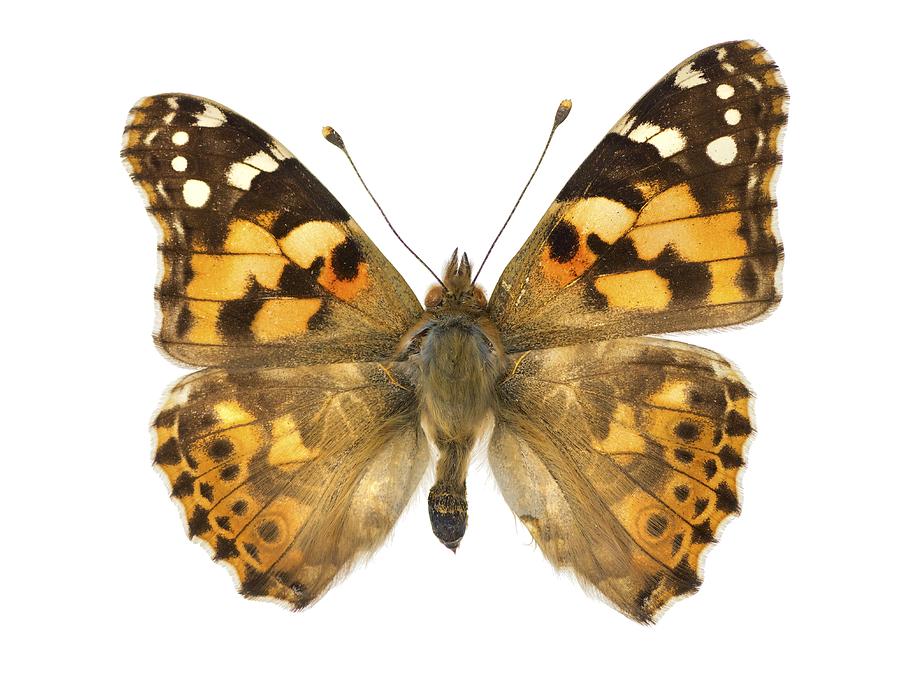 Painted lady butterfly Photograph by Science Photo Library