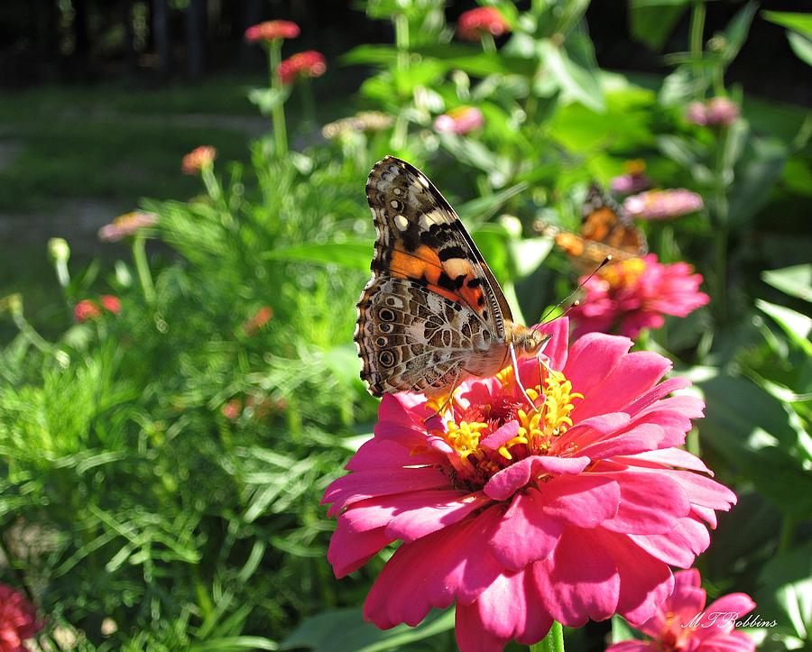Painted Lady Butterfly with Zinnias Photograph by MTBobbins Photography
