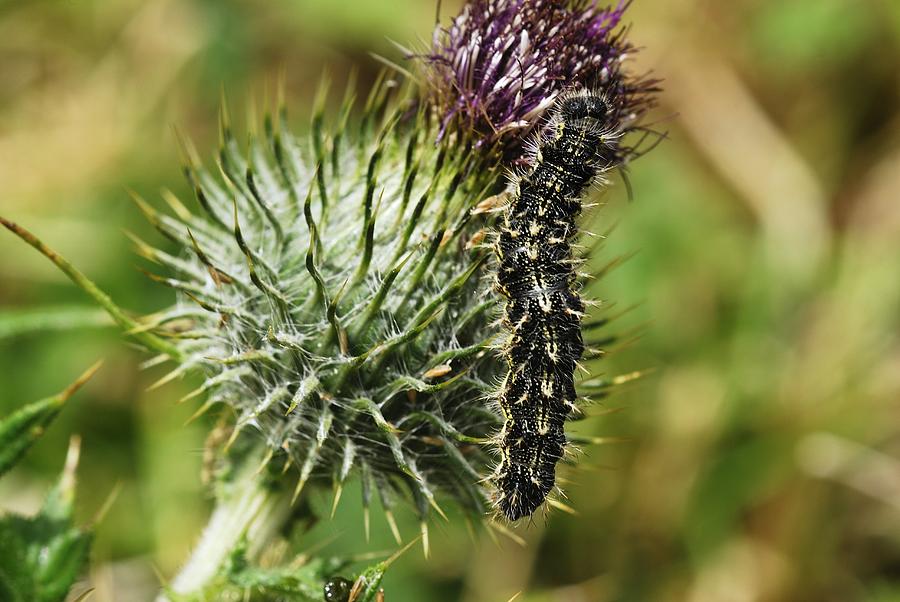 Painted Lady Caterpillar Photograph By Science Photo Library Fine Art   Painted Lady Caterpillar Science Photo Library 