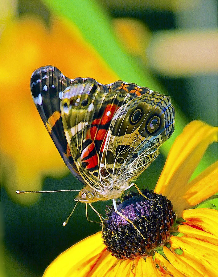 Painted Lady Photograph by Constantine Gregory