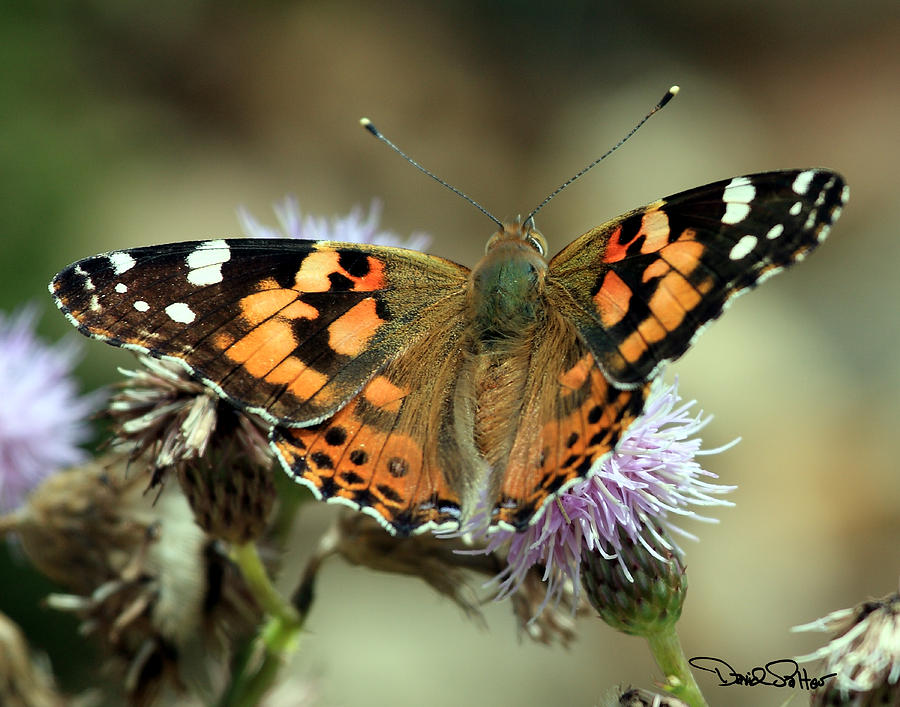 Painted Lady Photograph by David Salter - Fine Art America