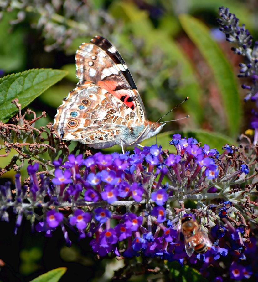 Painted Lady Photograph by Deena Stoddard