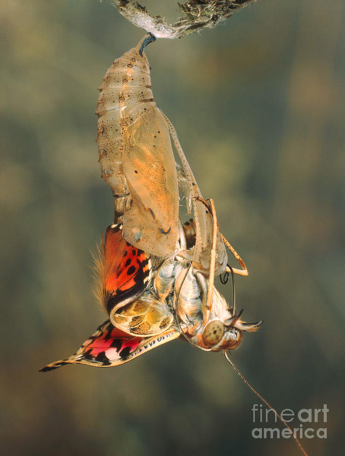 Painted Lady Emerging From Chrysalis Photograph by Hermann Eisenbeiss