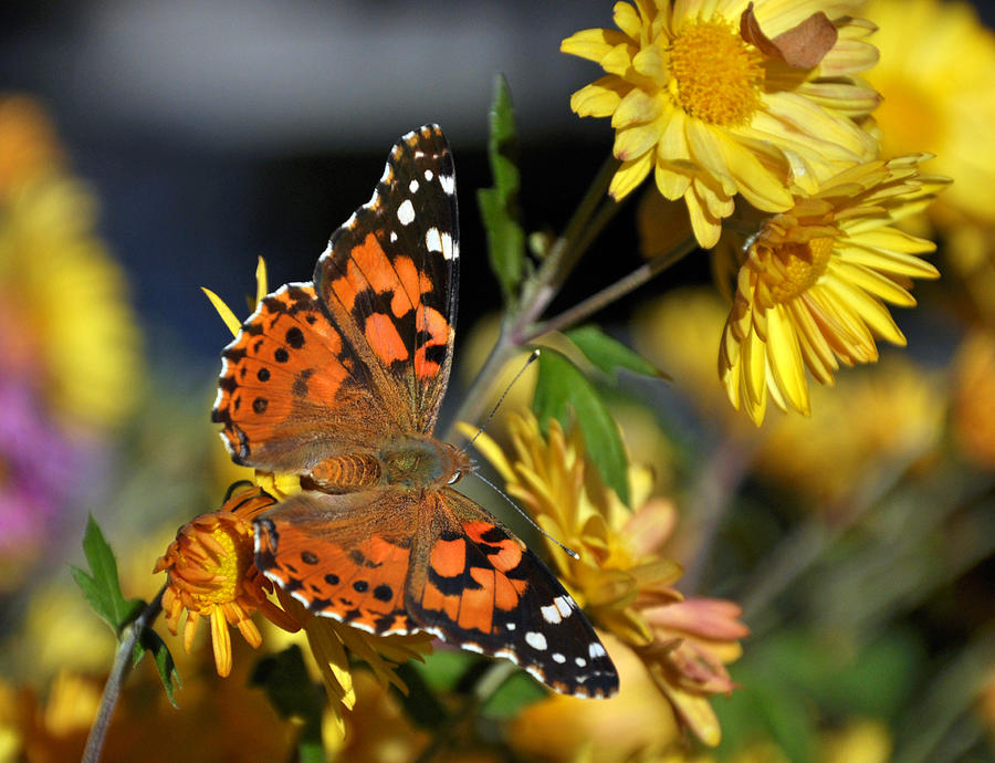 Painted Lady  Photograph by Eric Rundle