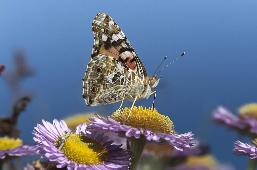 Painted Lady Feeding On Purple Aster Photograph by Tim Fitzharris