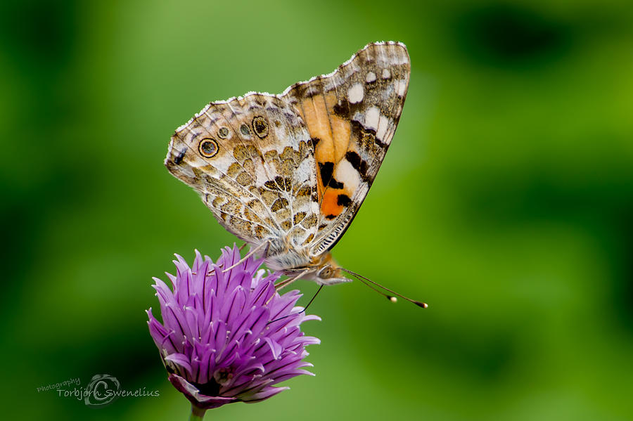 Painted Lady II Photograph by Torbjorn Swenelius