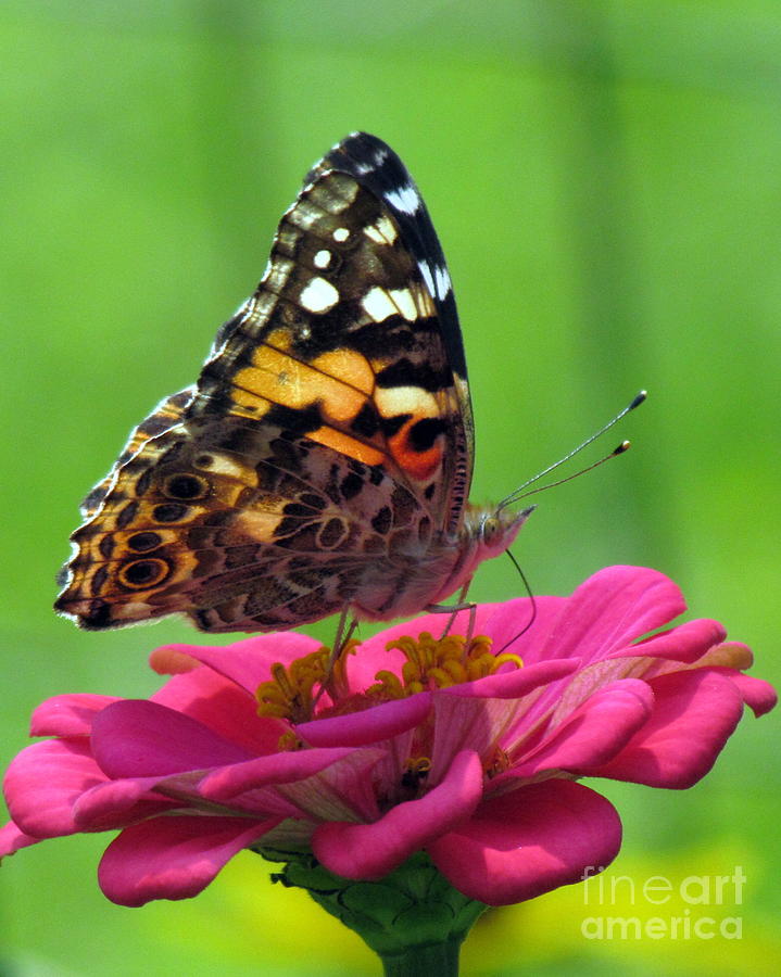 Painted Lady Photograph by Lili Feinstein