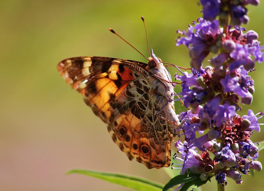Painted Lady Photograph by Marcia Breznay