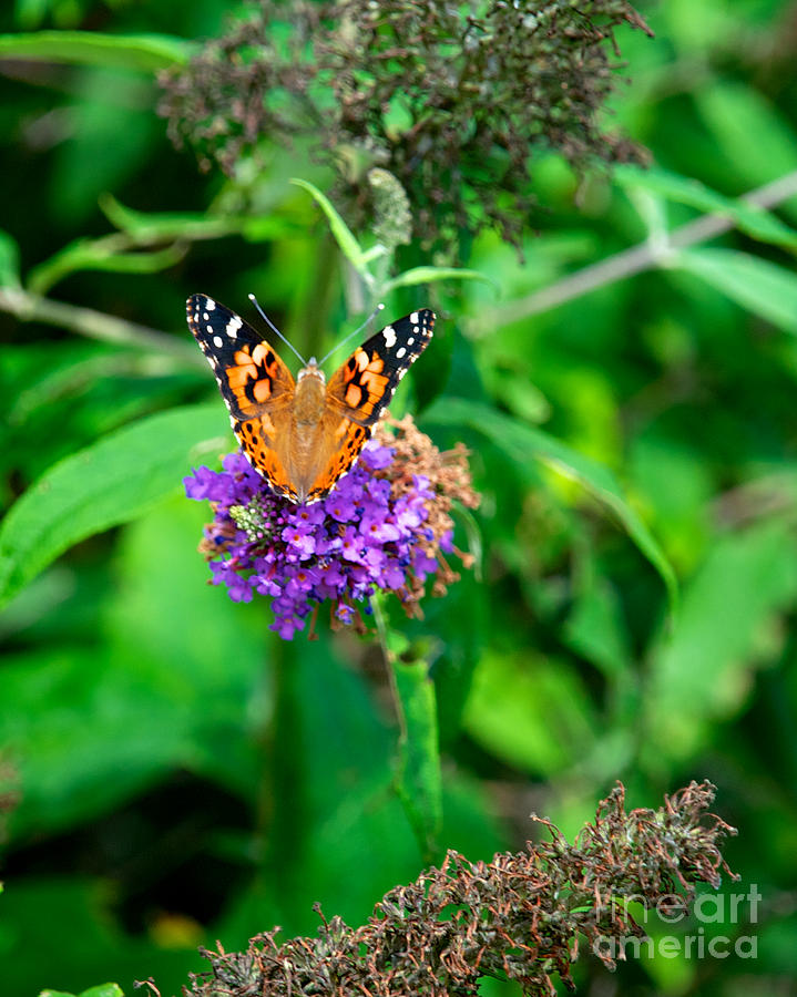 Painted Lady Photograph by Mark Dodd