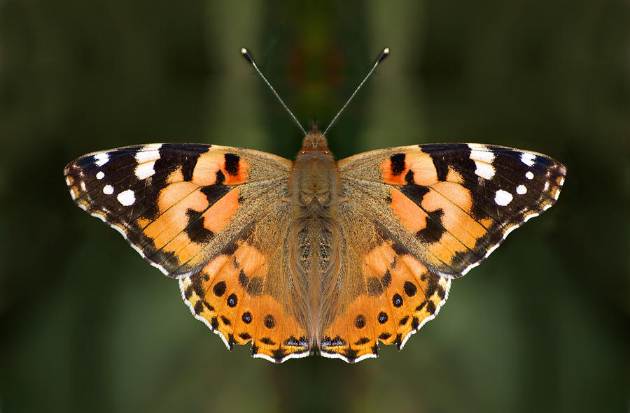 Animal Photograph - Painted Lady by Meir Ezrachi