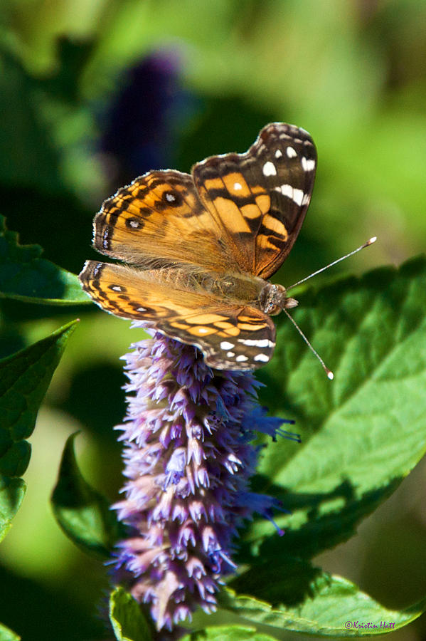 Painted Lady on Anise Hyssop Photograph by Kristin Hatt