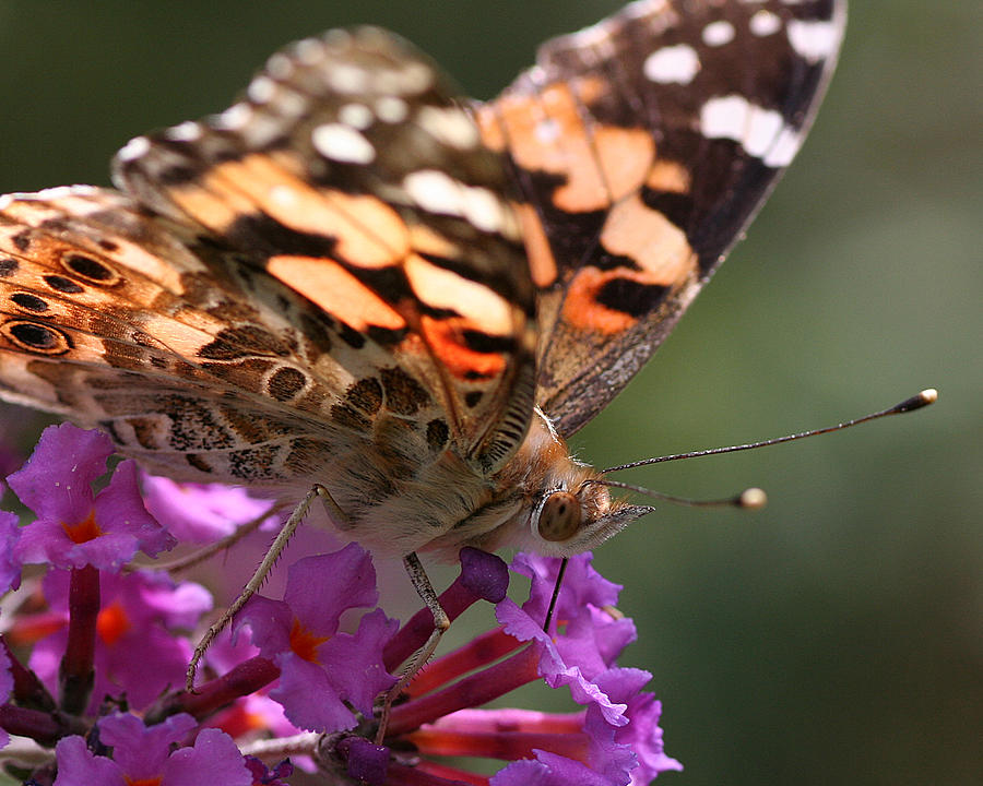 Painted Lady on Butterfly Bush Photograph by William Selander
