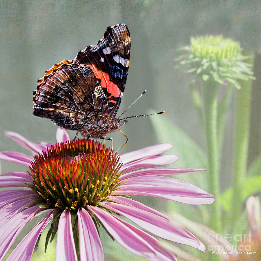 Painted Lady on Coneflower Photograph by Barbara McMahon