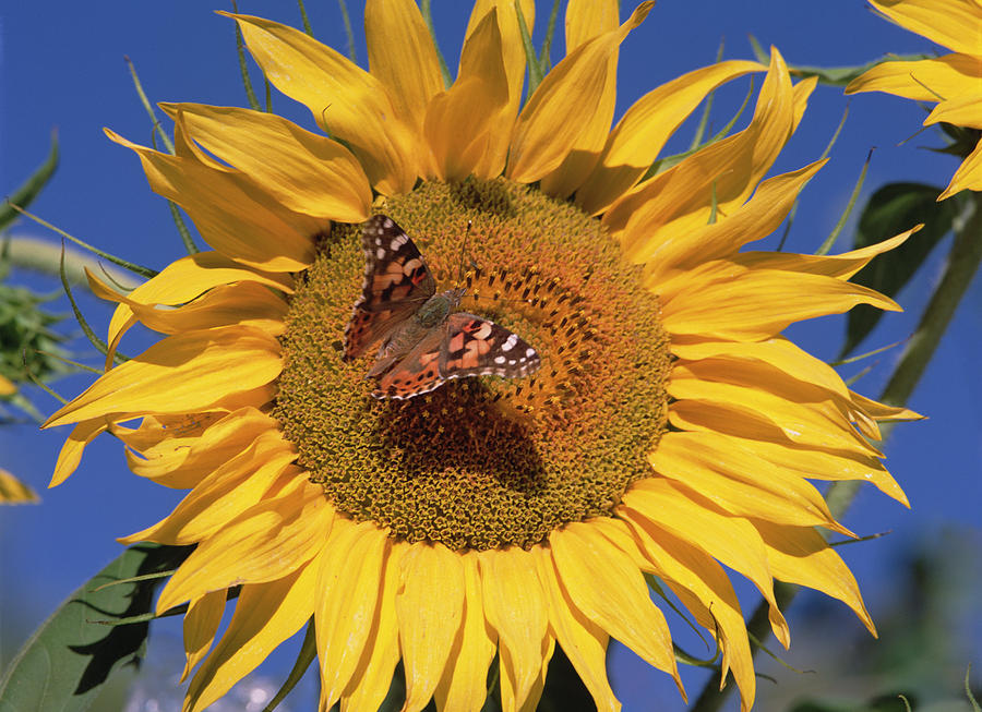 Painted Lady On Sunflower New Mexico Photograph by Tim Fitzharris