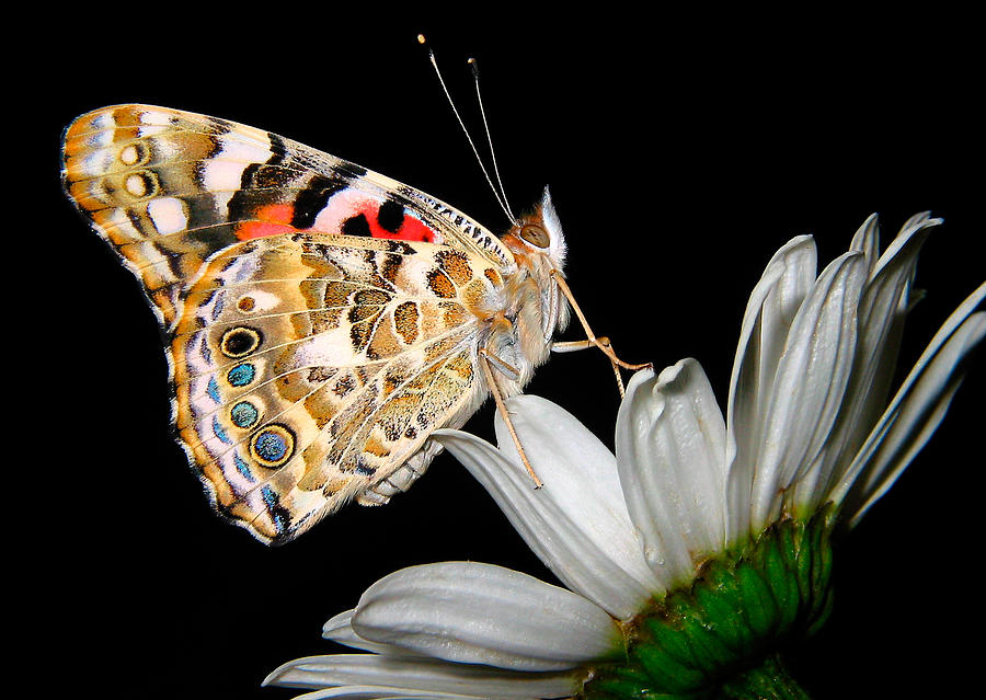Painted Lady on White Daisy Photograph by David and Carol Kelly