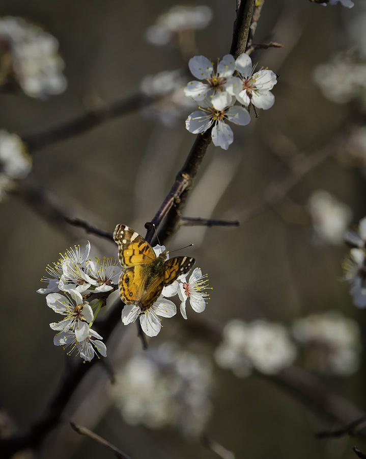 Painted Lady on Wild Plum Photograph by Michael Dougherty
