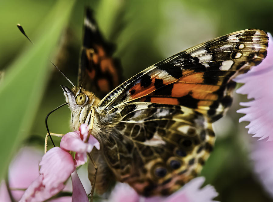 Painted Lady Photograph by Robert Mitchell