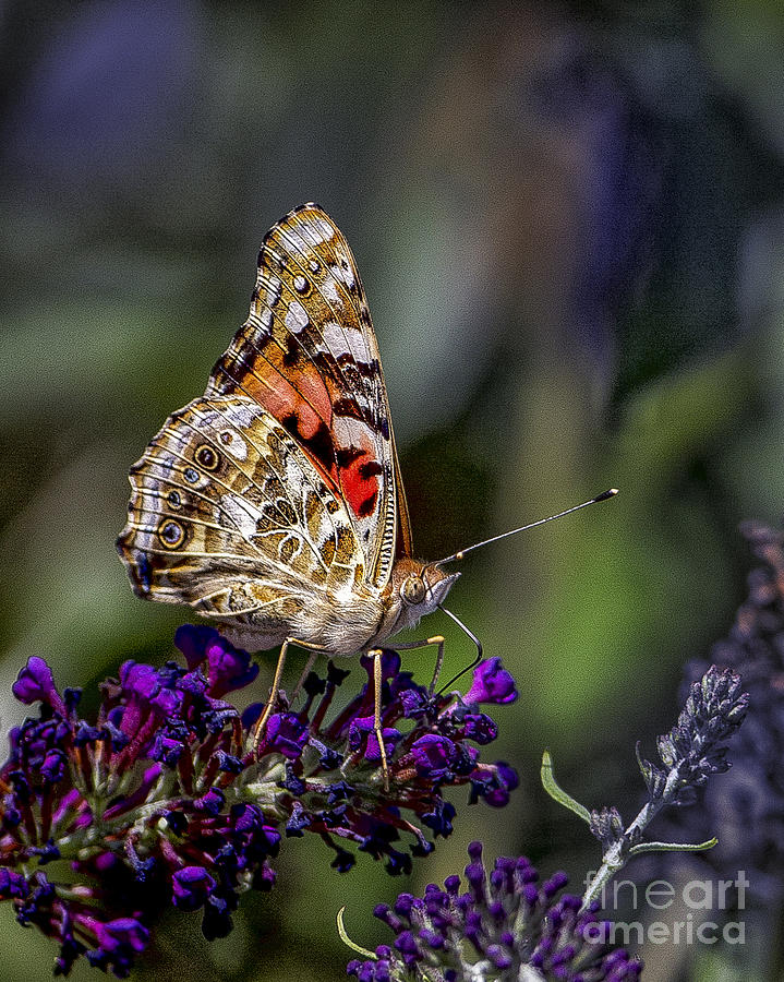 Painted Lady Photograph by Ronald Lutz