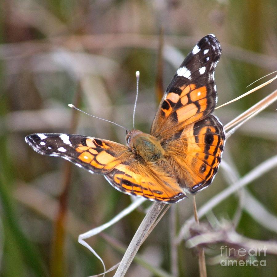 Butterfly Photograph - Painted Lady Square by Carol Groenen