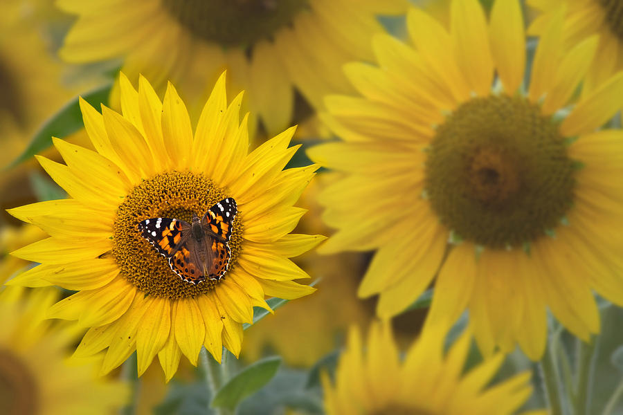 Painted Lady Sunflower Photograph by Sylvia J Zarco