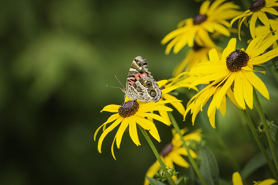 Painted Lady Photograph by Thomas Young