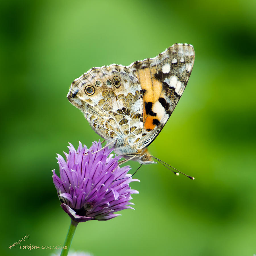 Painted Lady Photograph by Torbjorn Swenelius