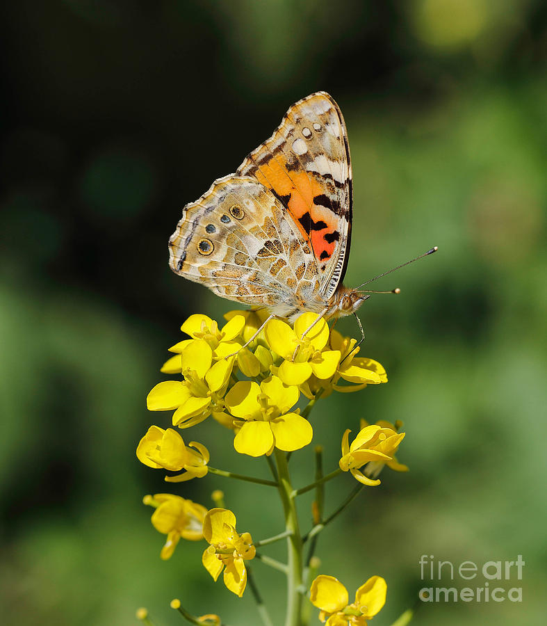 Painted lady wing markings Photograph by Paul Cowan