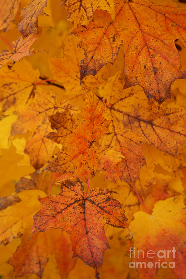 Painted Leaves of Autumn Photograph by Linda Shafer