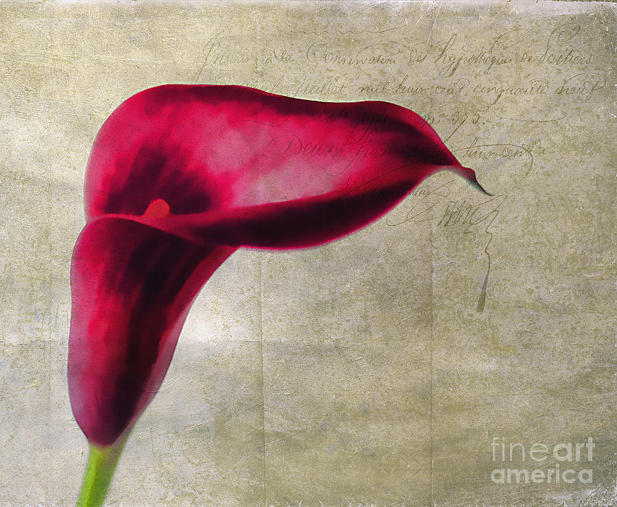 Lily Photograph - Painted Lilly by Darren Fisher