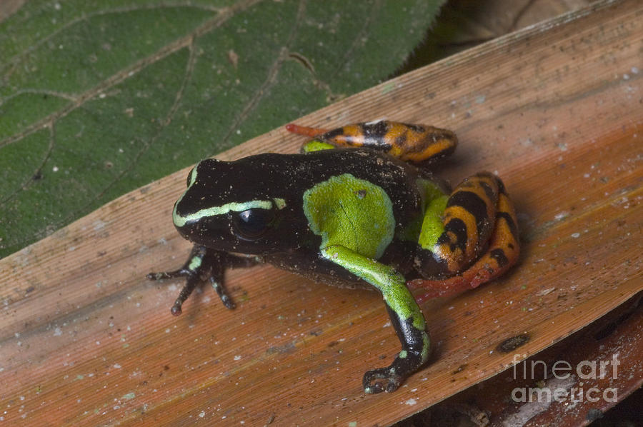 Frog Photograph - Painted Mantella Frog by Greg Dimijian